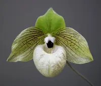 Paphiopedilum malipoense