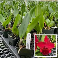 Rlc. Terumi Kaneko 'Volcano Red' (Starter- 2.75" Pot)