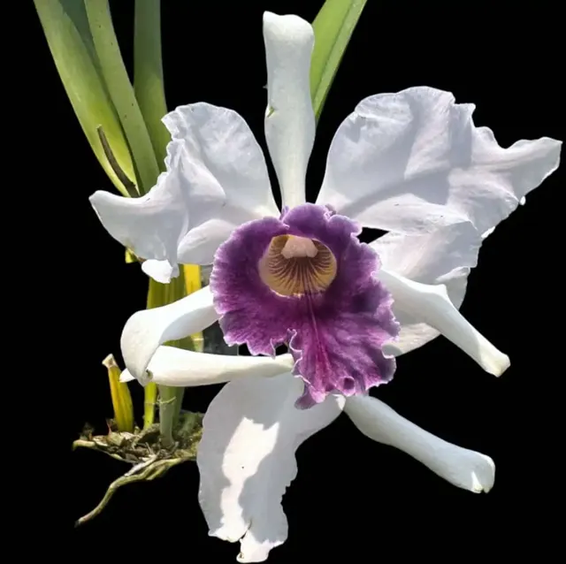 Laelia Purple-stained (Laelia)