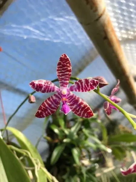 Phalaenopsis TIGERETTE