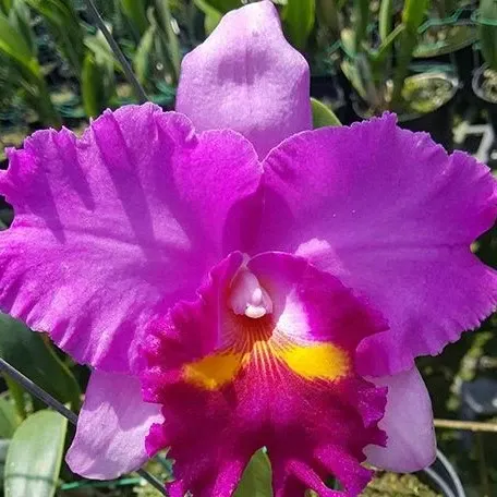 Rhyncholaeliocattleya Taichung Beauty (Rhyncholaeliocattleya)