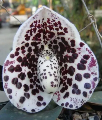 Paphiopedilum bellatulum 'Big Clumb' (Paphiopedilum)