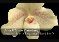 Paph. Wössner Concohang (concolor ' Bear ' x hangianum ' Bear's Best ' )