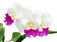 Cattleya Mildred Rives