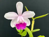 Cattleya intermedia’Olompali’s Nanica - blooming size division