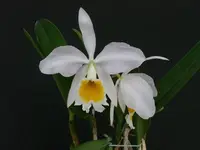 Cattleya eldorado var. alba × Cattleya violacea var. alba