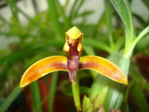 Maxillaria friedrichsthalii