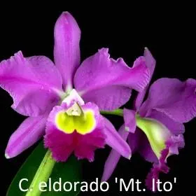 Cattleya wallisii 'M. Ito' (Cattleya)