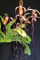 Paphiopedilum sanderianum (sibling crossing)