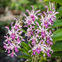 Dendrobium 5% Splash Medium Size