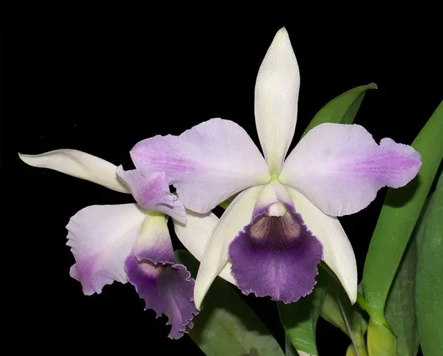Cattleya Mishima Elf Ex Thailand