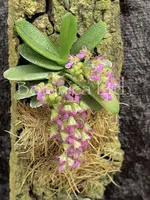 Schoenorchis phitamii
