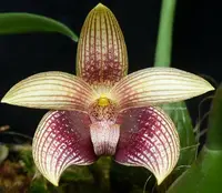 Orchid Seedling 50mm Pot Size - Bulbophyllum facetum species