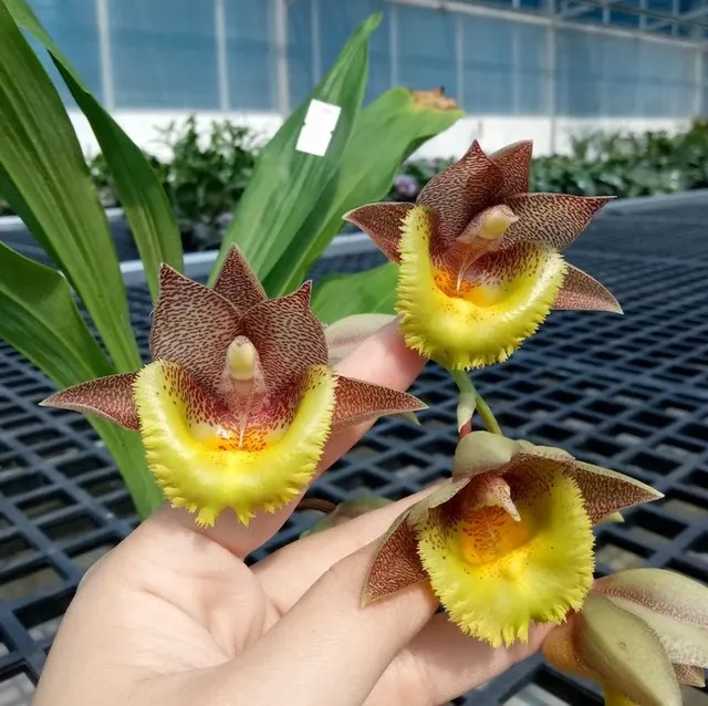 Catasetum Pileabrosum Green × Fimbriatum 'Green Bat'