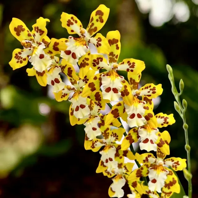 Odontocidium Remember Burkhard Holm