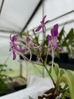 Neofinetia falcata ‘Honggang’