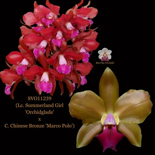 Cattleya Orchid Hybrid SVO11239 'Orchidglade'