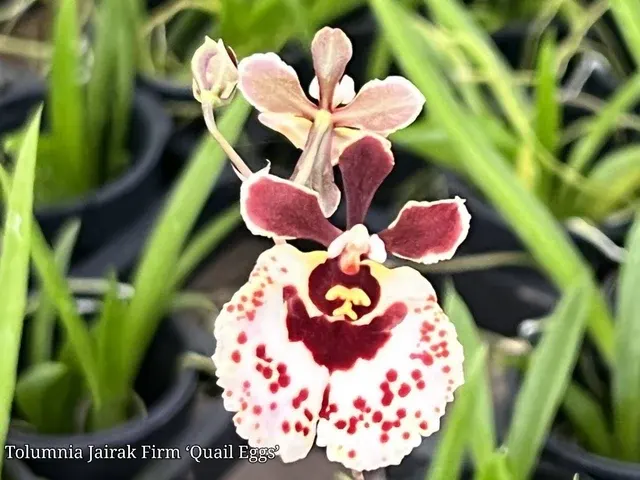 Tolumnia Jairak Firm 'Quail Eggs'
