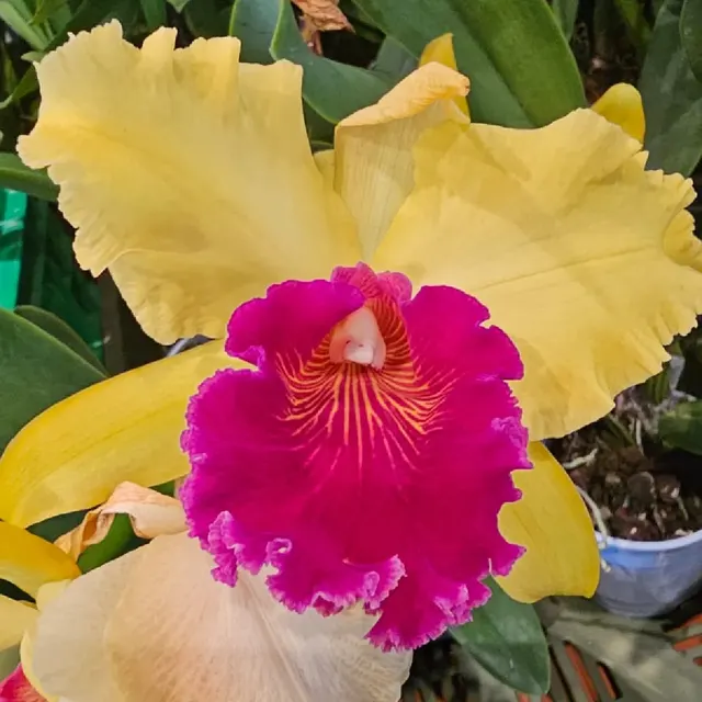Cattleya Alma Kee (Cattleya)