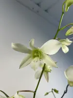 Dendrobium Olomana 4in (Local Only)