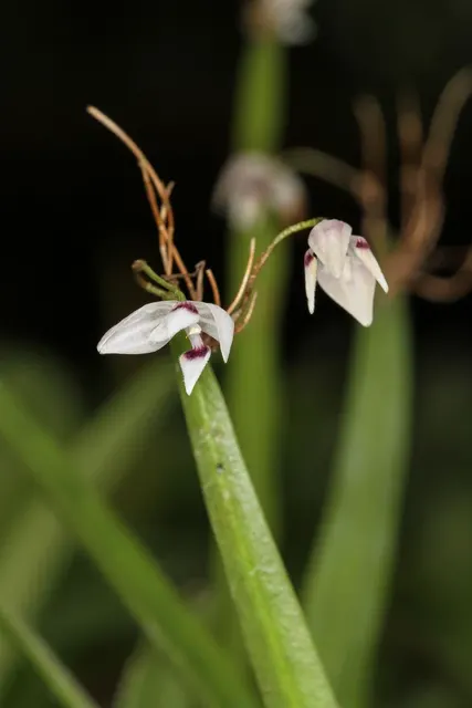 Pleurothallis aspergillium (Pleurothallis)