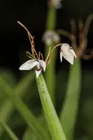 Pleurothallis aspergillium