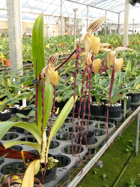 Paphiopedilum Kemp Tower ‘In-Charm’ AM/AOS X Prince Edward Of York ‘Hulk’ (Paphiopedilum)