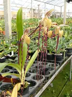 Paphiopedilum Kemp Tower (PEOY x phil) ‘In-Charm’ AM/AOS x Prince Edward of York ‘Hulk’