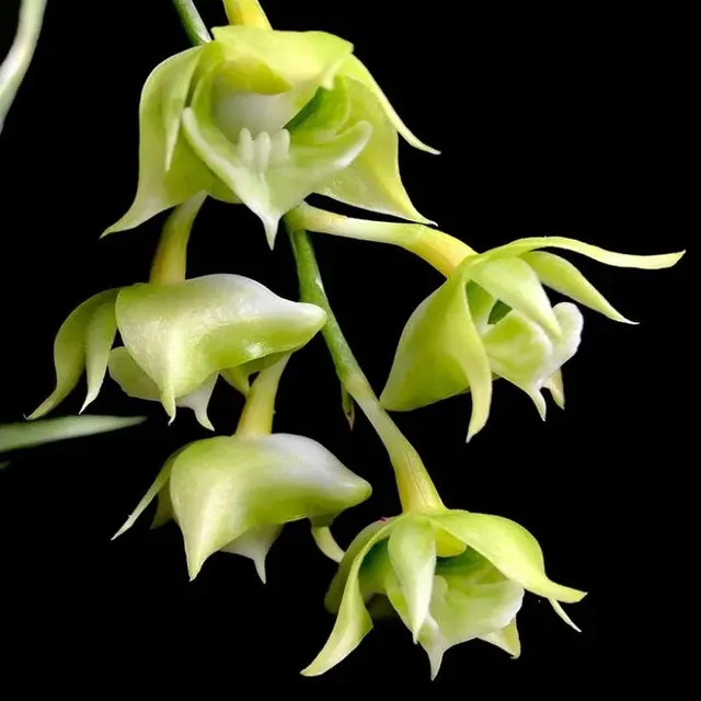 Dendrobium punamense sp (Dendrobium)
