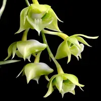 Dendrobium punamense sp.