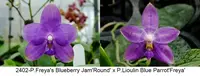 FY2402 Phalaenopsis Freya's Blueberry Jam x P. Lioulin Blue Parrot - Seed Grown