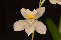 Odontoglossum pulchellum — Raritäten - blühfähige Pflanzen