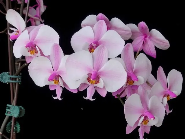 Phalaenopsis schilleriana 'Wilson #7' (Phalaenopsis)