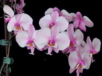 WP2628 Phalaenopsis schilleriana 'Wilson #7'