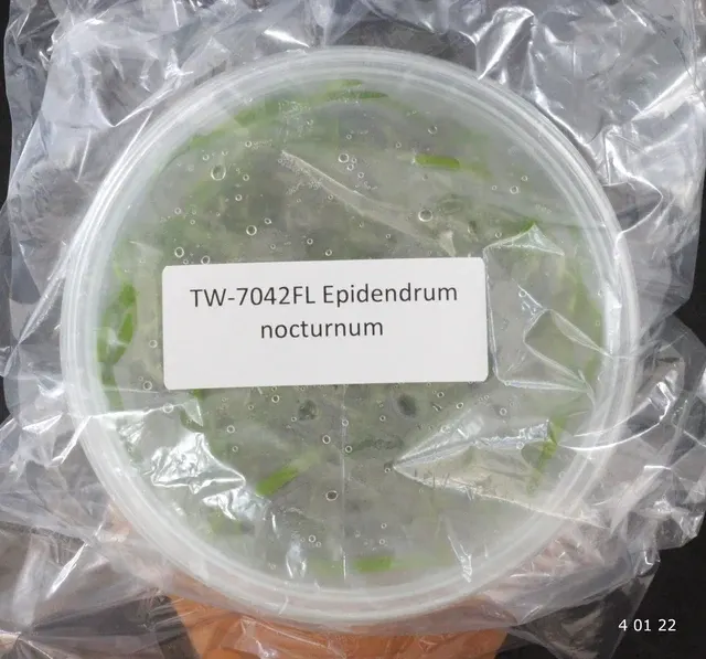Epidendrum nocturnum (Epidendrum)