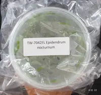 FLASK Epidendrum nocturnum