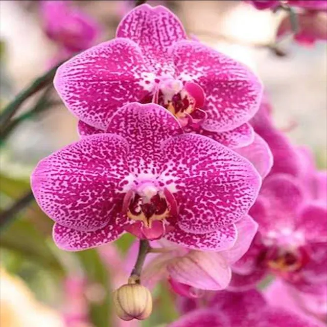 Phalaenopsis LEE1306