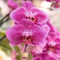 Phalaenopsis Orchid LEE1306 Mature Plant - With Bud/Flower