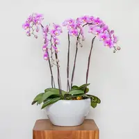 Pink Phalaenopsis Orchid (5 Stalks) — Johor