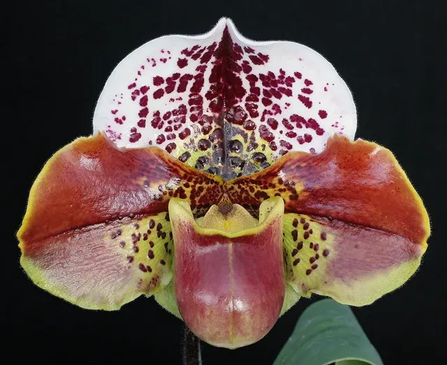 Paphiopedilum Turning Point
