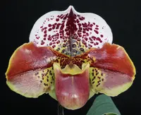Paphiopedilum Turning Point