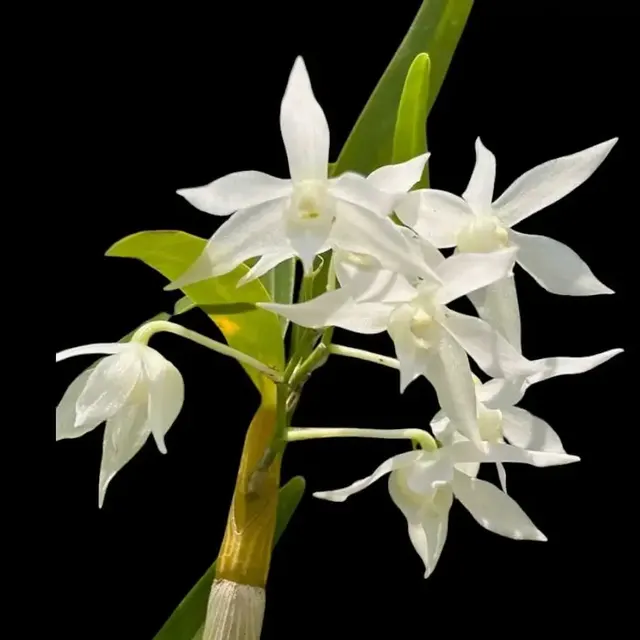 Dendrobium hercoglossum 'Alba'