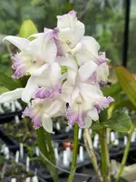 Cattleya intermedia var. aquinii coerulea — 6 inch pot
