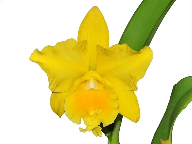 Rhyncattleanthe Golden Mist FCA (Rhyncattleanthe)