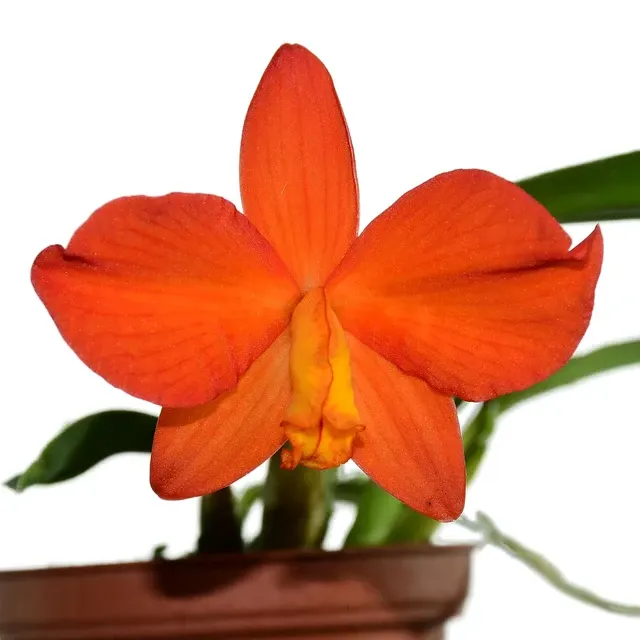 Cattleya coccinea xanthoglossa