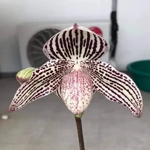 Paphiopedilum angthong (Paphiopedilum)