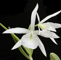 Bl. Joanne Singer Orchid Plant - Bare Root, Fragrant Bloomer - Bl. Joanne Singer (B. subulifolia x L. rubescens)