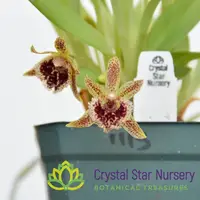 Kefersteinia Pellita