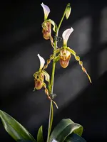 Paphiopedilum dianthum