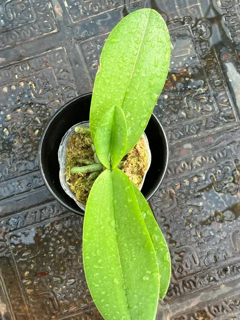 Phalaenopsis pulcherrima 'Wilson' (Phalaenopsis)